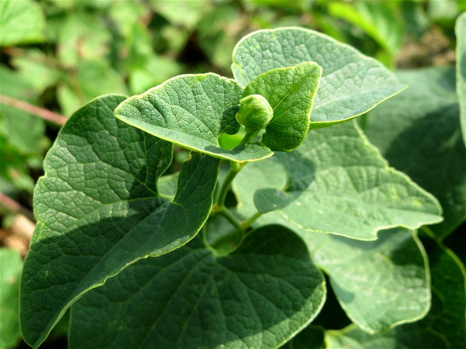 Osterluzei (Aristolochia clematitis) am Rhein bei Altlußheim