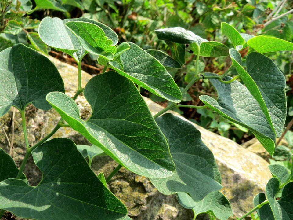 Osterluzei (Aristolochia clematitis) am Rhein bei Altlußheim