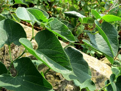 Osterluzei (Aristolochia clematitis) am Rhein bei Altlußheim