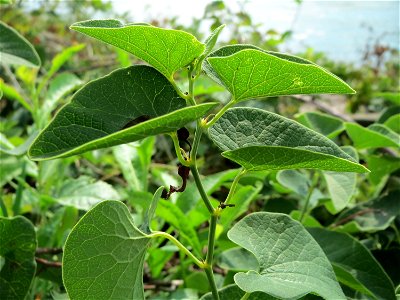 Osterluzei (Aristolochia clematitis) am Rhein bei Altlußheim