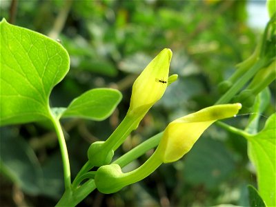 Osterluzei (Aristolochia clematitis) am Rhein bei Altlußheim