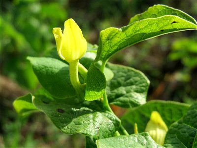 Osterluzei (Aristolochia clematitis) an den Oftersheimer Dünen
