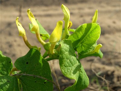 Osterluzei (Aristolochia clematitis) an den Oftersheimer Dünen