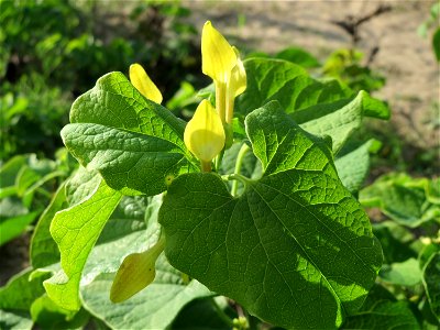 Osterluzei (Aristolochia clematitis) an den Oftersheimer Dünen