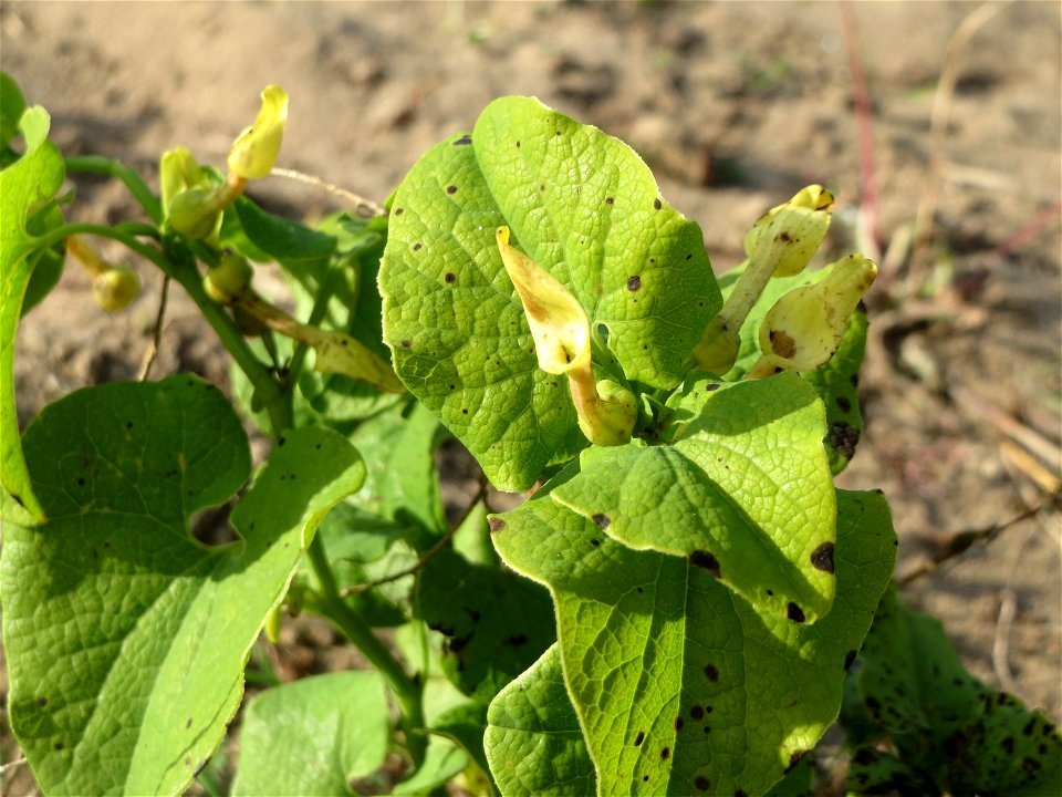 Osterluzei (Aristolochia clematitis) an den Oftersheimer Dünen