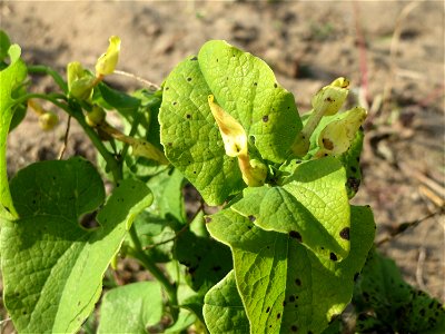 Osterluzei (Aristolochia clematitis) an den Oftersheimer Dünen