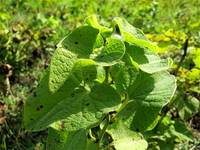 Osterluzei (Aristolochia clematitis) an den Oftersheimer Dünen