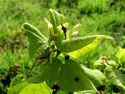 Osterluzei (Aristolochia clematitis) an den Oftersheimer Dünen