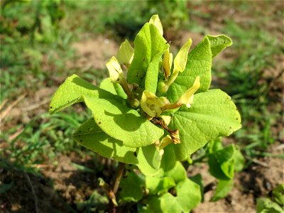 Osterluzei (Aristolochia clematitis) an den Oftersheimer Dünen