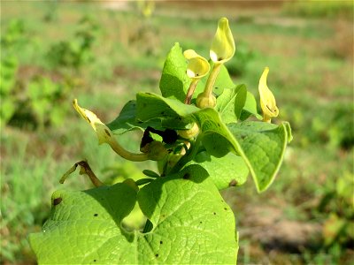 Osterluzei (Aristolochia clematitis) an den Oftersheimer Dünen