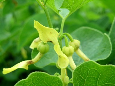 Osterluzei (Aristolochia clematitis) an den Oftersheimer Dünen