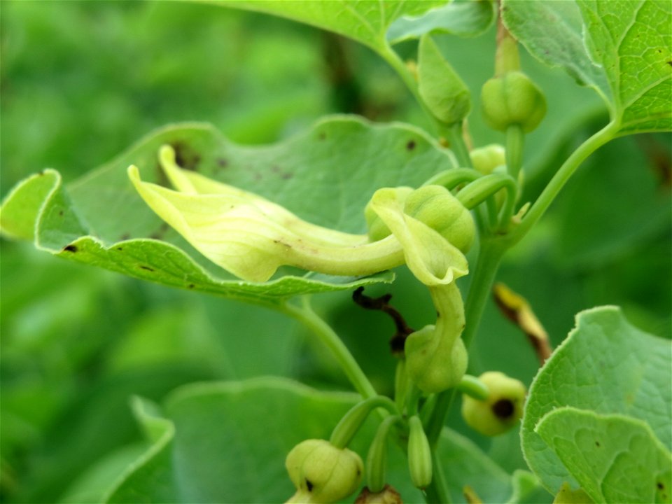 Osterluzei (Aristolochia clematitis) an den Oftersheimer Dünen