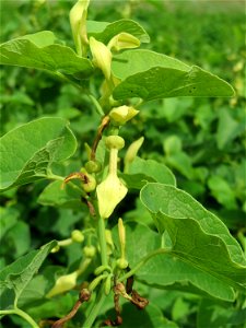 Osterluzei (Aristolochia clematitis) an den Oftersheimer Dünen