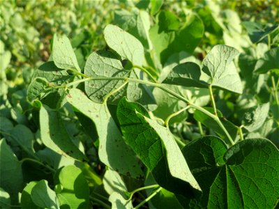 Osterluzei (Aristolochia clematitis) an den Oftersheimer Dünen