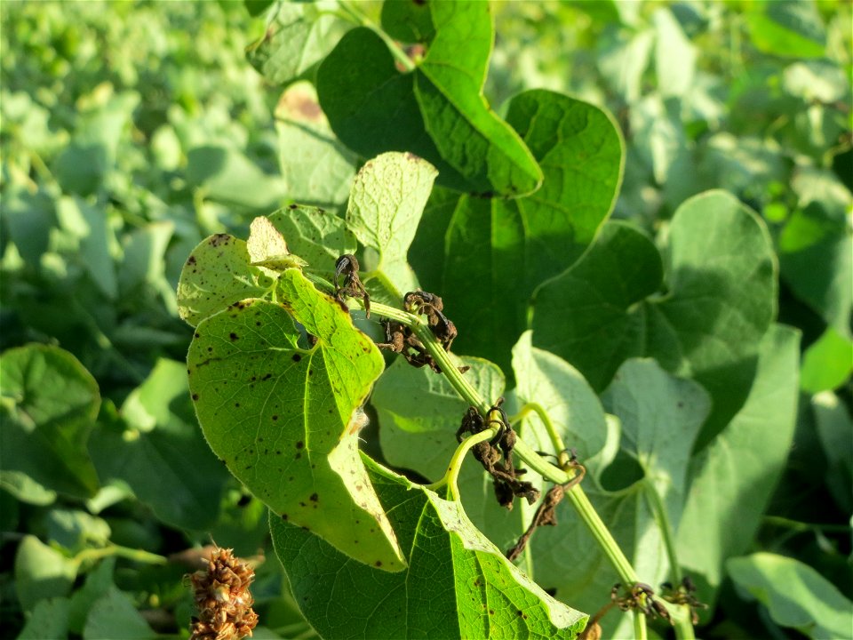 Osterluzei (Aristolochia clematitis) an den Oftersheimer Dünen