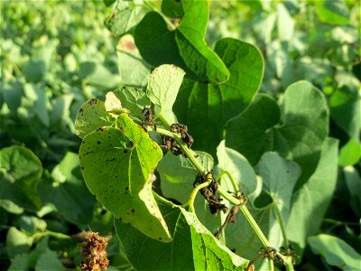 Osterluzei (Aristolochia clematitis) an den Oftersheimer Dünen