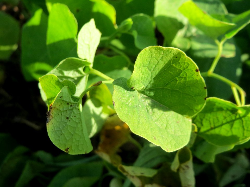 Osterluzei (Aristolochia clematitis) an den Oftersheimer Dünen