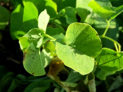 Osterluzei (Aristolochia clematitis) an den Oftersheimer Dünen