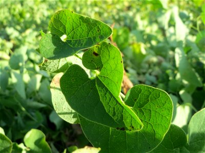 Osterluzei (Aristolochia clematitis) an den Oftersheimer Dünen
