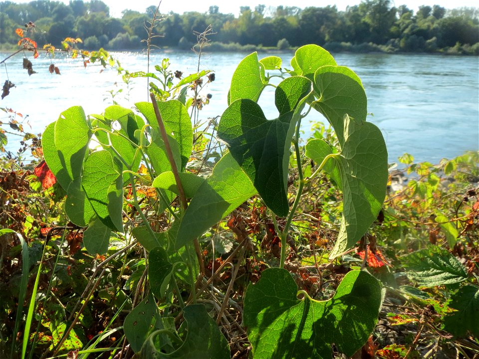 Osterluzei (Aristolochia clematitis) - Die mit Steinplatten befestigte Uferböschung am Rhein bei Altlußheim hat eine besondere Vegetation mit z.T. seltenen Pflanzen