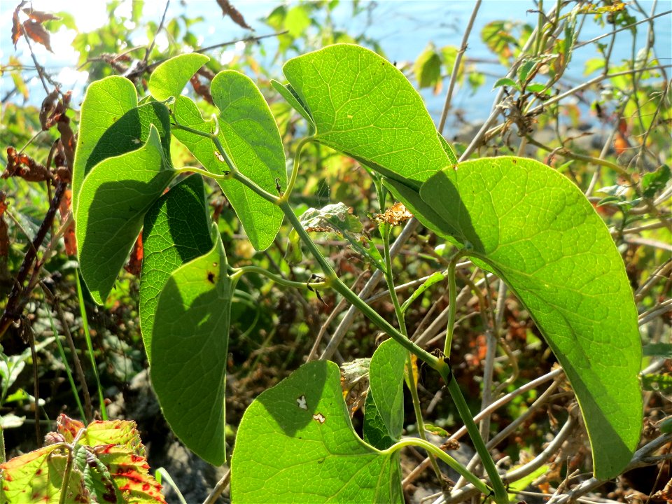 Osterluzei (Aristolochia clematitis) - Die mit Steinplatten befestigte Uferböschung am Rhein bei Altlußheim hat eine besondere Vegetation mit z.T. seltenen Pflanzen