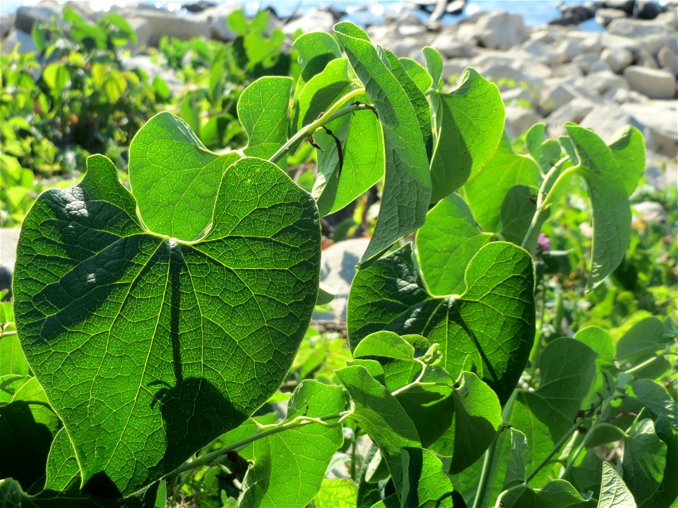 Osterluzei (Aristolochia clematitis) - Die mit Steinplatten befestigte Uferböschung am Rhein bei Altlußheim hat eine besondere Vegetation mit z.T. seltenen Pflanzen
