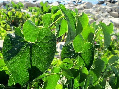Osterluzei (Aristolochia clematitis) - Die mit Steinplatten befestigte Uferböschung am Rhein bei Altlußheim hat eine besondere Vegetation mit z.T. seltenen Pflanzen
