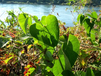 Osterluzei (Aristolochia clematitis) - Die mit Steinplatten befestigte Uferböschung am Rhein bei Altlußheim hat eine besondere Vegetation mit z.T. seltenen Pflanzen