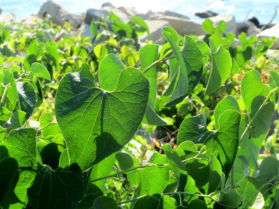 Osterluzei (Aristolochia clematitis) - Die mit Steinplatten befestigte Uferböschung am Rhein bei Altlußheim hat eine besondere Vegetation mit z.T. seltenen Pflanzen