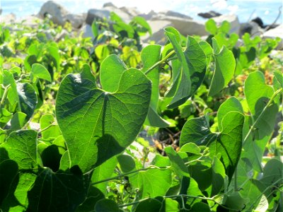 Osterluzei (Aristolochia clematitis) - Die mit Steinplatten befestigte Uferböschung am Rhein bei Altlußheim hat eine besondere Vegetation mit z.T. seltenen Pflanzen