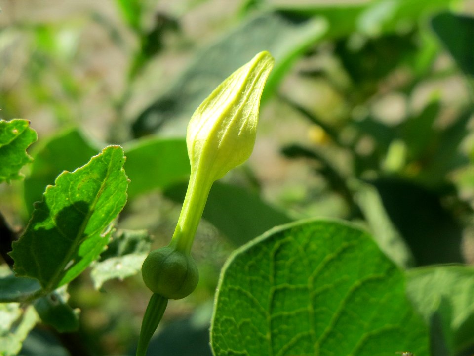 Osterluzei (Aristolochia clematitis) - Die mit Steinplatten befestigte Uferböschung am Rhein bei Altlußheim hat eine besondere Vegetation mit z.T. seltenen Pflanzen