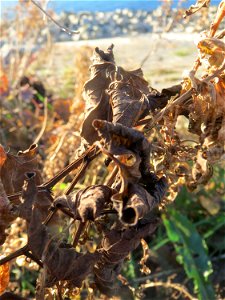 Osterluzei (Aristolochia clematitis) am Rhein bei Altlußheim - um diese Jahreszeit sind nur noch wenige verwelkte Blätter zu finden