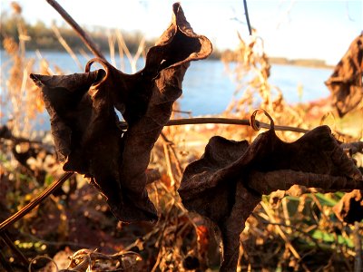 Osterluzei (Aristolochia clematitis) am Rhein bei Altlußheim - um diese Jahreszeit sind nur noch wenige verwelkte Blätter zu finden