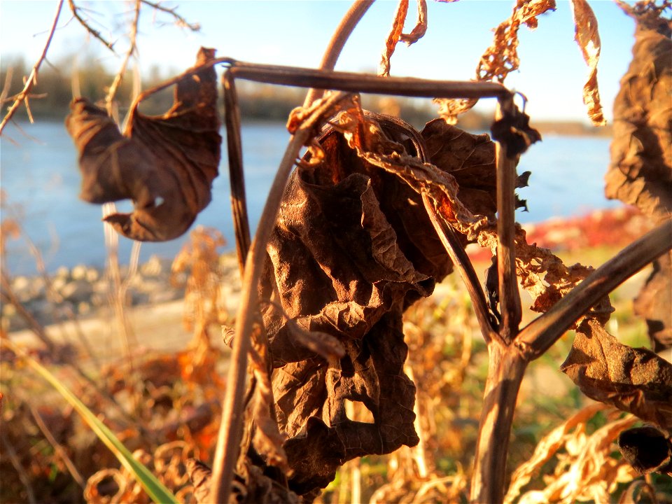 Osterluzei (Aristolochia clematitis) am Rhein bei Altlußheim - um diese Jahreszeit sind nur noch wenige verwelkte Blätter zu finden