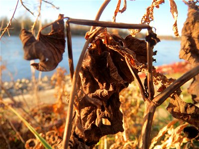 Osterluzei (Aristolochia clematitis) am Rhein bei Altlußheim - um diese Jahreszeit sind nur noch wenige verwelkte Blätter zu finden
