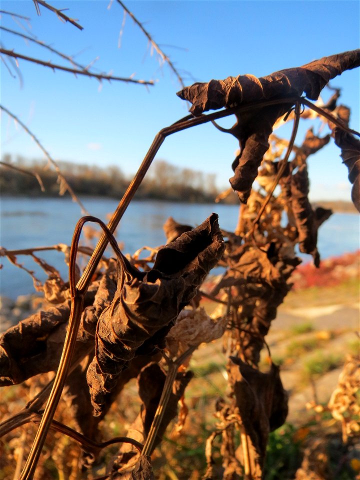 Osterluzei (Aristolochia clematitis) am Rhein bei Altlußheim - um diese Jahreszeit sind nur noch wenige verwelkte Blätter zu finden