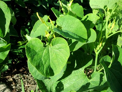 Osterluzei (Aristolochia clematitis) am Rhein bei Altlußheim