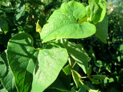 Osterluzei (Aristolochia clematitis) am Rhein bei Altlußheim