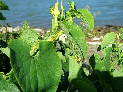 Osterluzei (Aristolochia clematitis) am Rhein bei Altlußheim