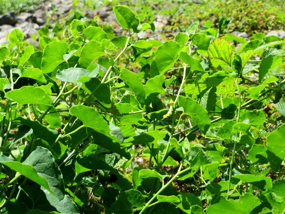 Die seltene Osterluzei (Aristolochia clematitis) am Rhein bei Brühl