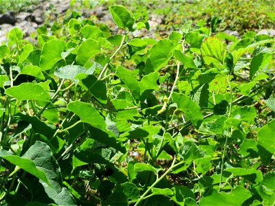 Die seltene Osterluzei (Aristolochia clematitis) am Rhein bei Brühl