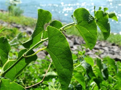 Die seltene Osterluzei (Aristolochia clematitis) am Rhein bei Brühl