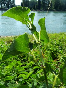 Die seltene Osterluzei (Aristolochia clematitis) am Rhein bei Brühl