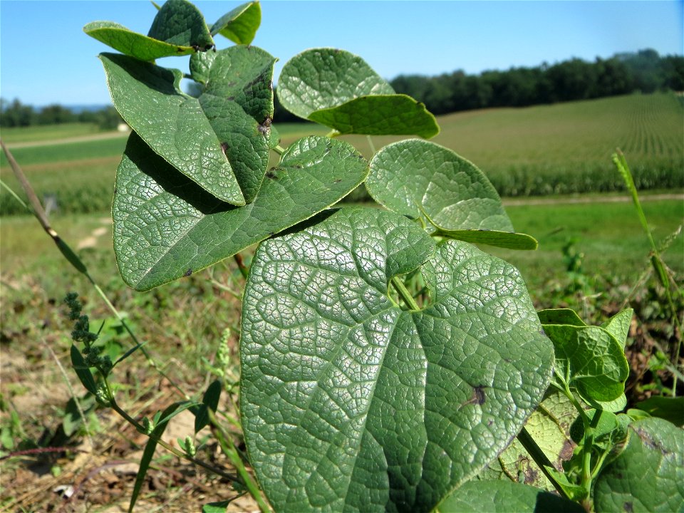 Osterluzei (Aristolochia clematitis) an der Friedenshöhe - Teilbereich vom Naturschutzgebiet „Oftersheimer Dünen“