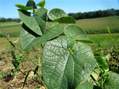 Osterluzei (Aristolochia clematitis) an der Friedenshöhe - Teilbereich vom Naturschutzgebiet „Oftersheimer Dünen“
