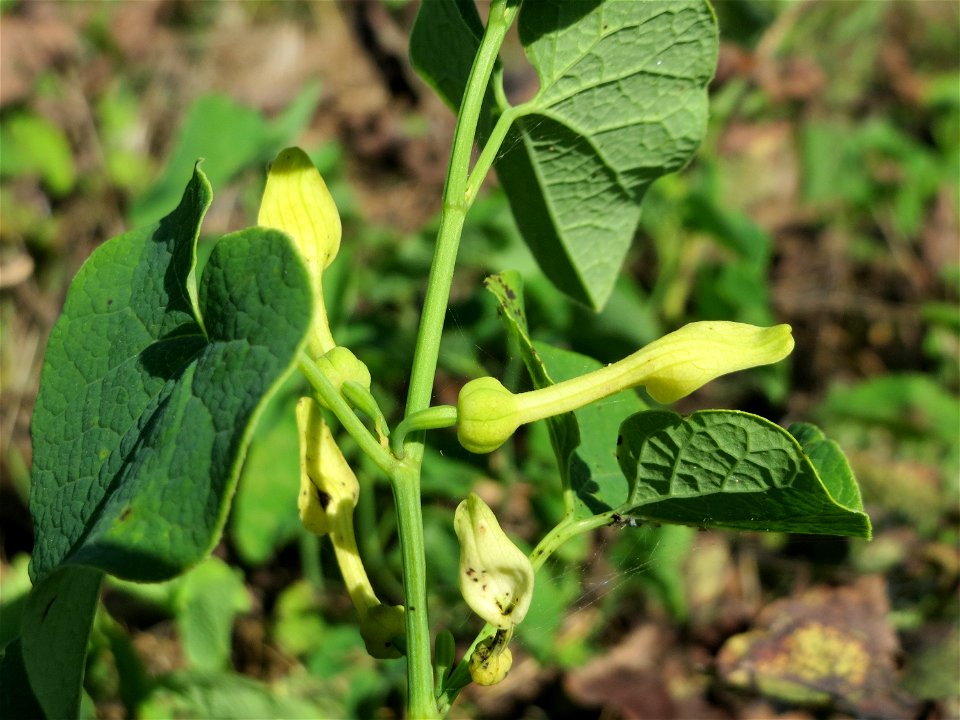 Osterluzei (Aristolochia clematitis) an der Friedenshöhe - Teilbereich vom Naturschutzgebiet „Oftersheimer Dünen“