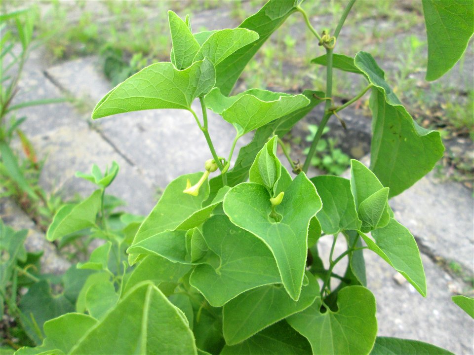 Osterluzei (Aristolochia clematitis) am Rheinufer im Naturschutzgebiet „Ketscher Rheininsel“