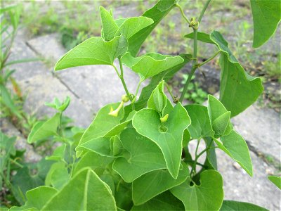 Osterluzei (Aristolochia clematitis) am Rheinufer im Naturschutzgebiet „Ketscher Rheininsel“