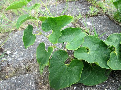 Osterluzei (Aristolochia clematitis) am Rheinufer im Naturschutzgebiet „Ketscher Rheininsel“