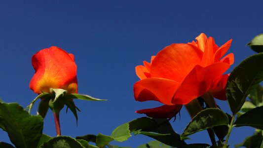 Bloom flower orange rose